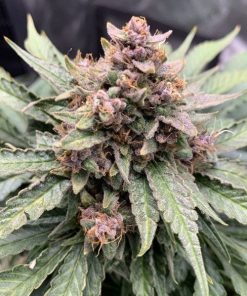 Mephisto Genetics - Forgotten Strawberries (A) - 3 Seed Pack