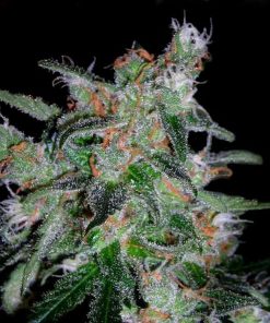 DNA Genetics - 60 Day Lemon (A) - 6 Seed Pack