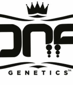DNA Genetics - 24K Gold (F) - 3 seed pack