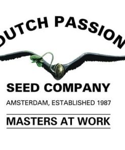 Dutch Passion - Amsterdam Amnesia (F) - 5 Seed Pack