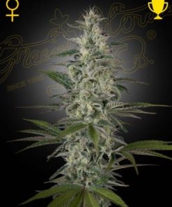 Green House Seed Co. - Hawaiian Snow (F) - 5 Seed Pack
