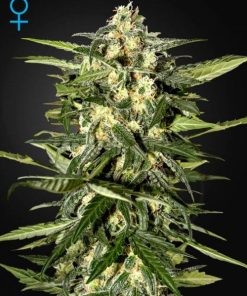 Green House Seed Co. - Jack Herer (A) - 5 Seed Pack