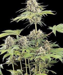 Green House Seed Co. - Moby Dick (F) - 5 Seed Pack