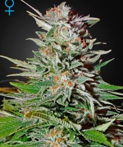 Green House Seed Co. - Super Lemon Haze (A) - 5 Seed Pack
