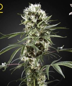Green House Seed Co. - Super Lemon Haze (F) - 5 Seed Pack