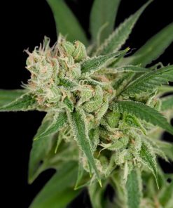 DNA Genetics - Sour Banana Sherbet (R) - 12 Seed Pack