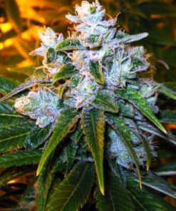 Green House Seed Co. - Trainwreck (F) - 5 Seed Pack