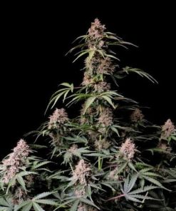 Fastbuds - Amnesia Zkittlez (A) - 5 Seed Pack