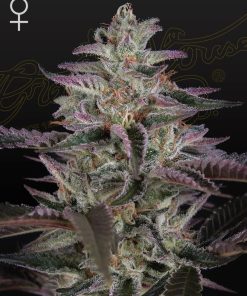 Green House Seed Co. - Banana Krumble (F) - 5 Seed Pack