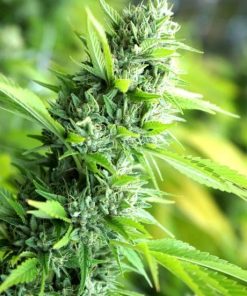 HSO - Banana Sapphire (F)- 5 Seed Pack