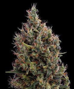 Green House Seed Co. - Big Bang (A) - 5 Seed Pack