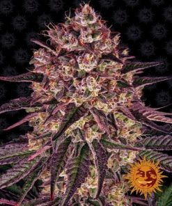 Barney's Farm - Biscotti Mintz - (F) - 5 Pack