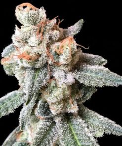 DNA Genetics - BT7 (F) (Crockett Family Farms) - 6 Seed Pack