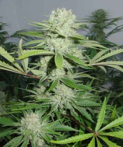 DNA Genetics - Cannalope Haze (F) - 3 Seed Pack