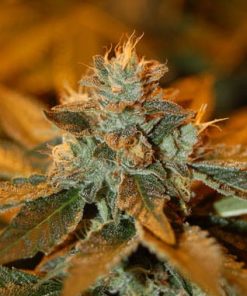 DNA Genetics - Cataract Kush (F) - 3 Seed Pack