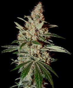 Green House Seed Co. - Chem Dog (F) - 5 Seed Pack