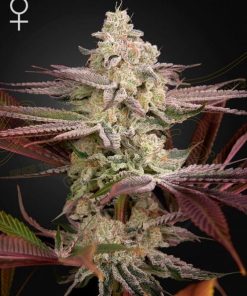 Green House Seed Co. - Chemical Bride (F) - 5 Seed Pack