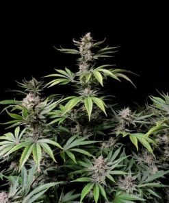 Fastbuds - Cherry Cola (A) - 5 Seed Pack