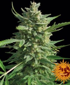 Barney's Farm - Critical Kush - (F) - 5 Pack