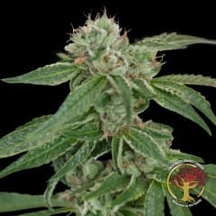 DNA Genetics - Crockett's Confidential (R) - 12 Seed Pack