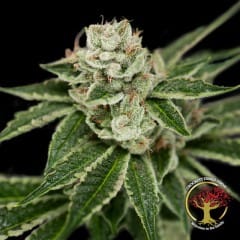 DNA Genetics - Crockett's Dawg (R) - 12 Seed Pack