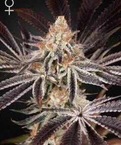Green House Seed Co. - Dark Phoenix (F) - 5 Seed Pack