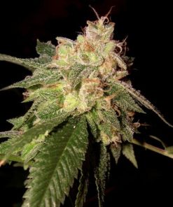 DNA Genetics - OG Kush (F) - 3 Seed Pack