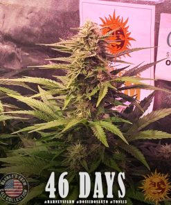 Barney's Farm - Dos Si Dos (A) - 5 Pack