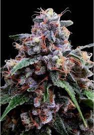 DNA Genetics - Lemon 18 (F) - 3 Seed Pack