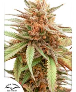 Dutch Passion - Durban Dew (F) - 5 Seed Pack