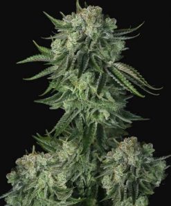 Fastbuds - Original Moby Dick (A) - 5 Seed Pack