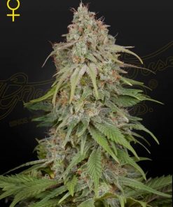 Green House Seed Co. - GH Amnesia (F) - 5 Seed Pack