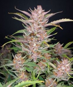 Fastbuds - Gorilla Punch (A) - 5 Seed Pack