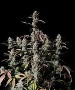 Fastbuds - Gorilla Zkittlez (A) - 5 Seed Pack