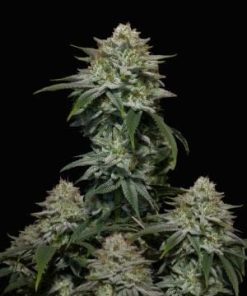 Fastbuds - Gorilla Cookies FAST (F) - 5 Seed Pack