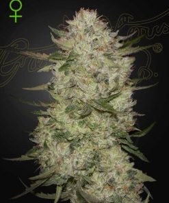 Green House Seed Co. - HighCloudZ (A) - 5 Seed Pack