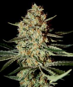 Green House Seed Co. - Himalayan Gold (F) - 5 Seed Pack