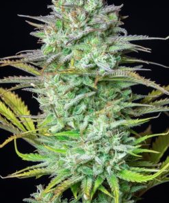 Fastbuds - Kosher Cake (A) - 5 Seed Pack