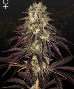 Green House Seed Co. - Kong's Krush (F) - 5 Seed Pack