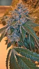 DNA Genetics - Kosher Kush (F) - 3 Seed Pack