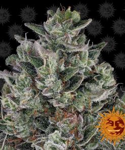 Barney's Farm - Glookies - (F) - 5 Pack