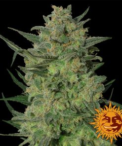 Barney's Farm - LSD - (F) - 5 Pack