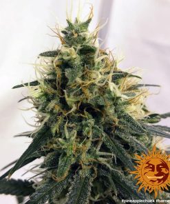 Barney's Farm - Pineapple Chunk - (F) - 5 Pack