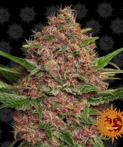 Barney's Farm - Purple Punch (A) - 5 Pack