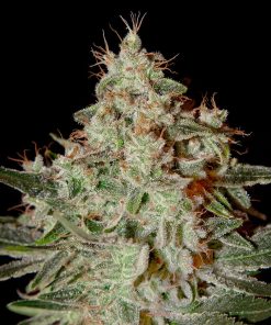 Green House Seed Co. - Lemon Skunk (F) - 5 Seed Pack