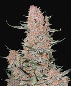 Fastbuds - Ztrawberries (A) - 5 Seed Pack