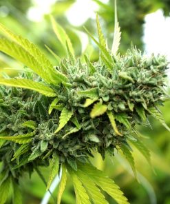 HSO - Mango OG (A)- 5 Seed Pack