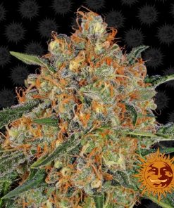 Barney's Farm - Orange Sherbert - (F) - 5 Pack