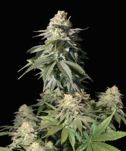 Fastbuds - Orange Sherbet FAST (F) - 5 Seed Pack