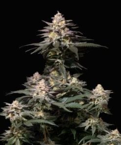 Fastbuds - Purple Lemonade FAST (F) - 5 Seed Pack